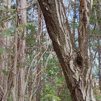 油性ペンでキスラシって書いてあります。