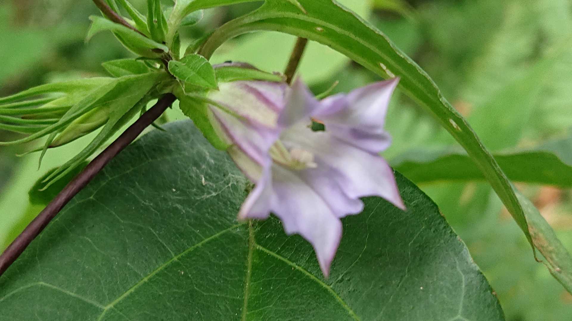 ツルリンドウ