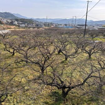 万呂王子　梅畑の中にありました