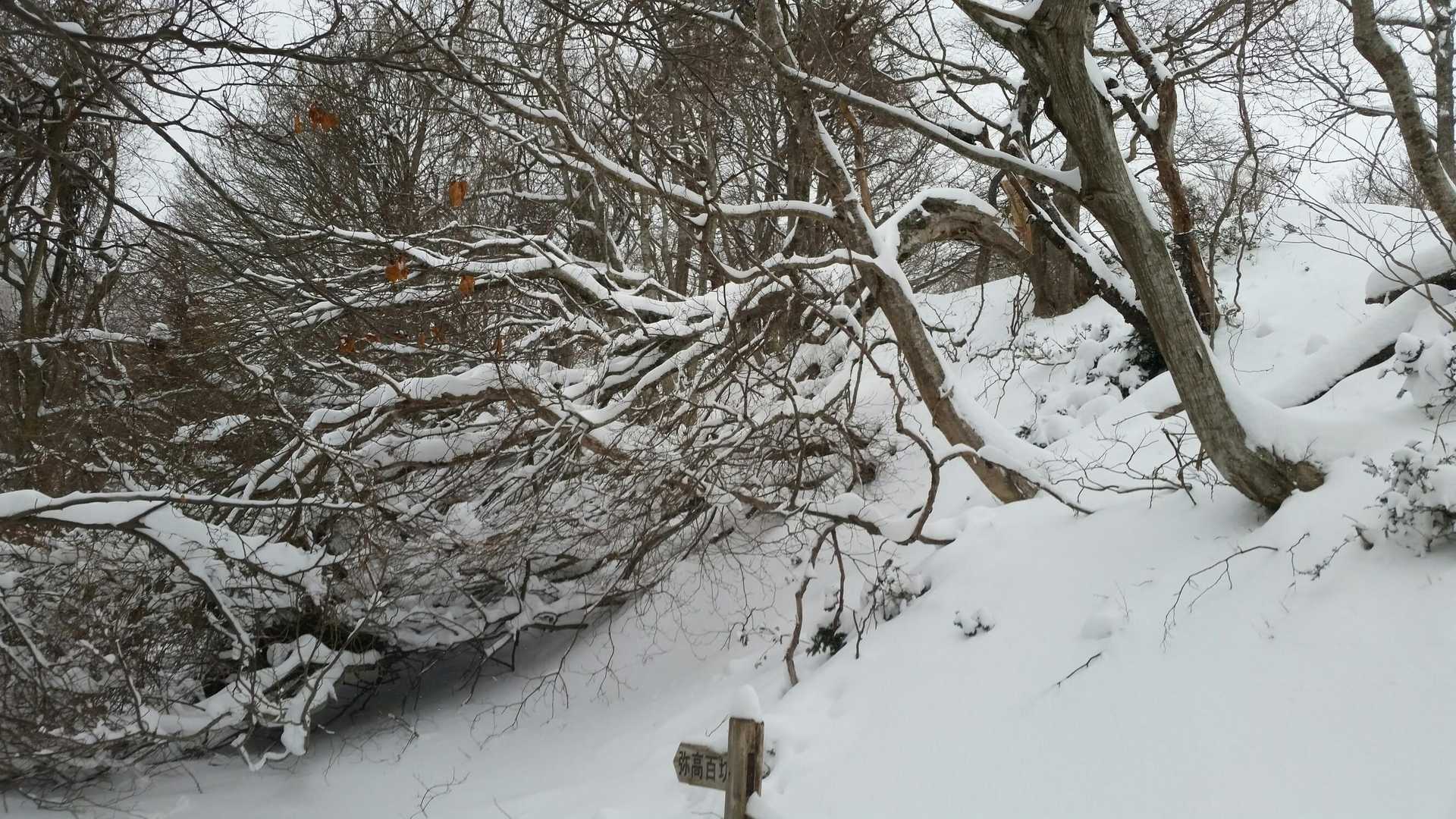 上平寺砦の下。例のブナの倒木のあるところ。トレースはあるが雪が深くなってきたのでここでカンジキを付ける。