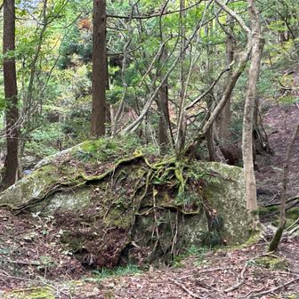 岩に木🌳