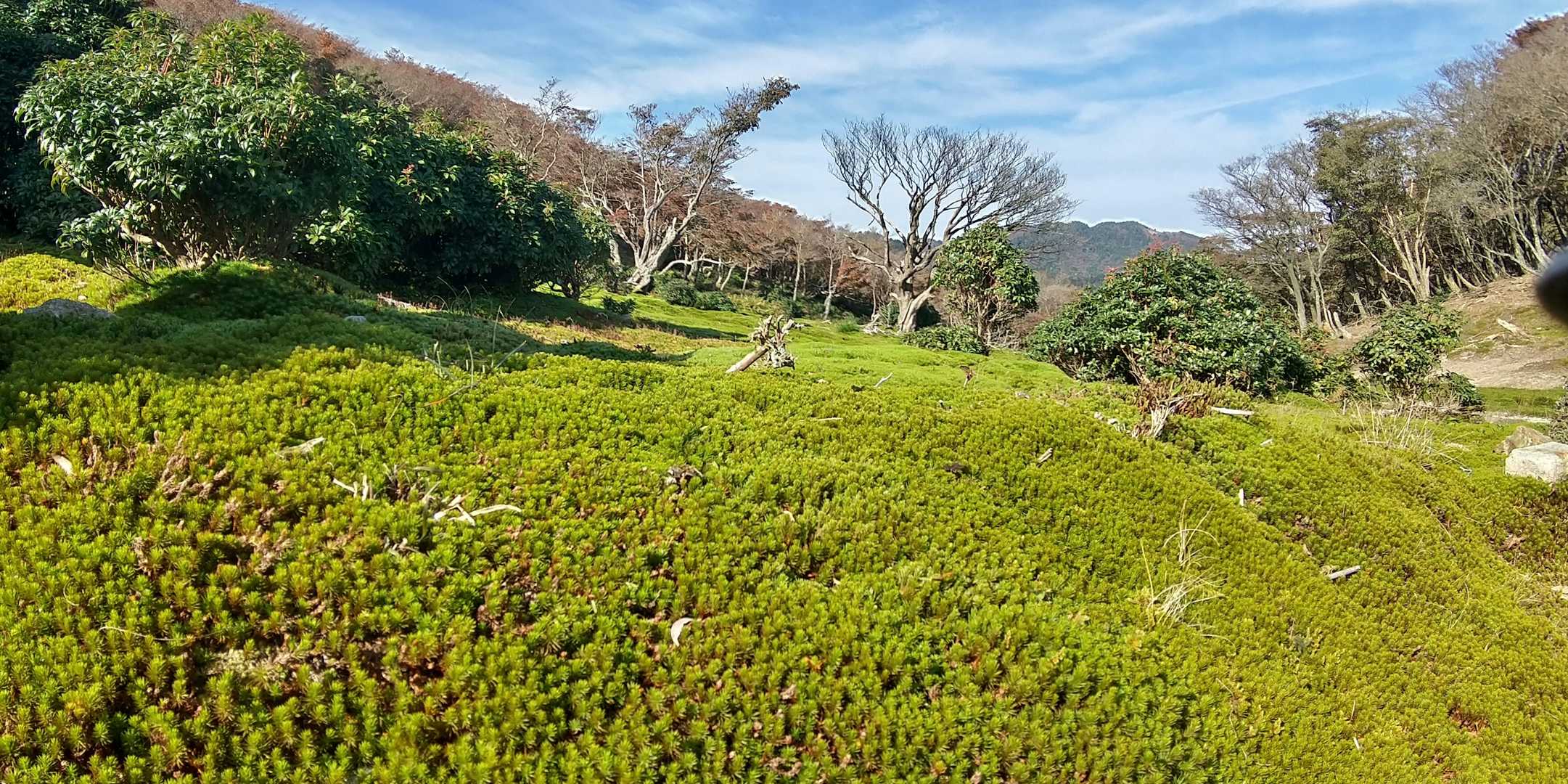 中峠西側。モフモフ、モフモフ🌱今歩かれている人達は気持ちよい光景です。何十年後にはどう変わるのかな？