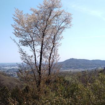 展望の良い所🌸立派でした
唐沢山までは長～いトレイルで😤