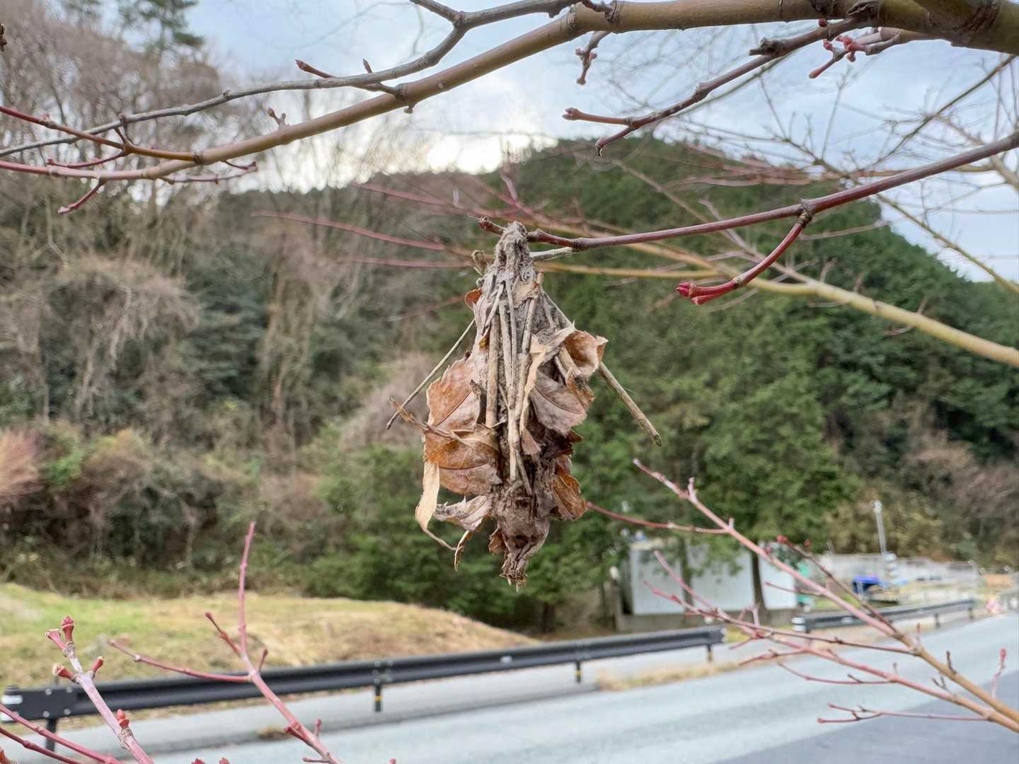 オオミノガの大きな蓑

昔はよく見たのに、見なくなったよね…
外来種オオミノガヤドリバエの寄生で激減しているそうです😰

絶滅危惧Ⅰ類（EN）指定…徳島県、宮崎県
絶滅危惧Ⅱ類（VU）指定…神奈川県、山口県、福岡県