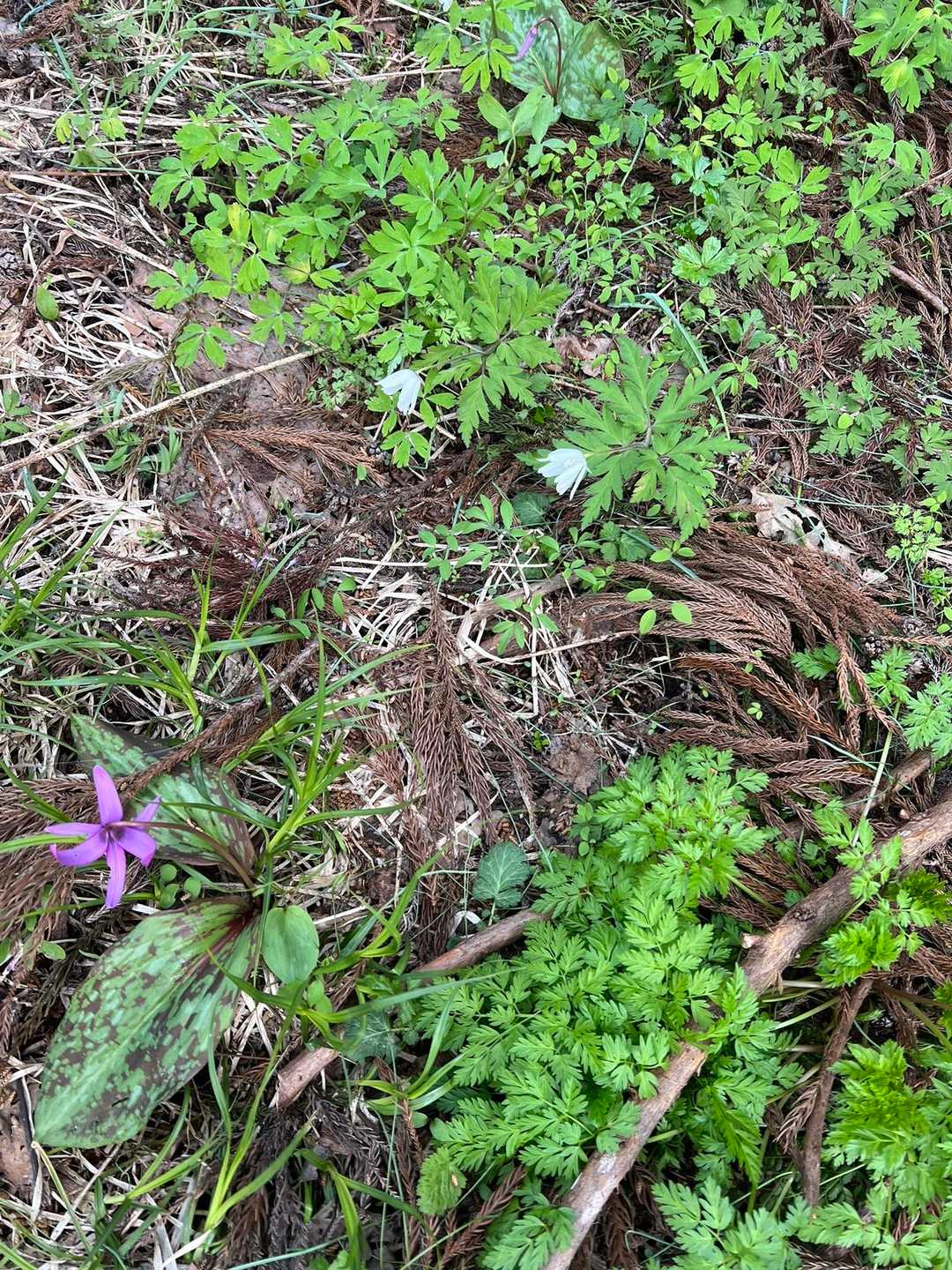 漆窪登山口-鳥屋山 往復コースの写真
