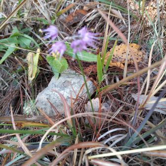 ノビルという花らしい