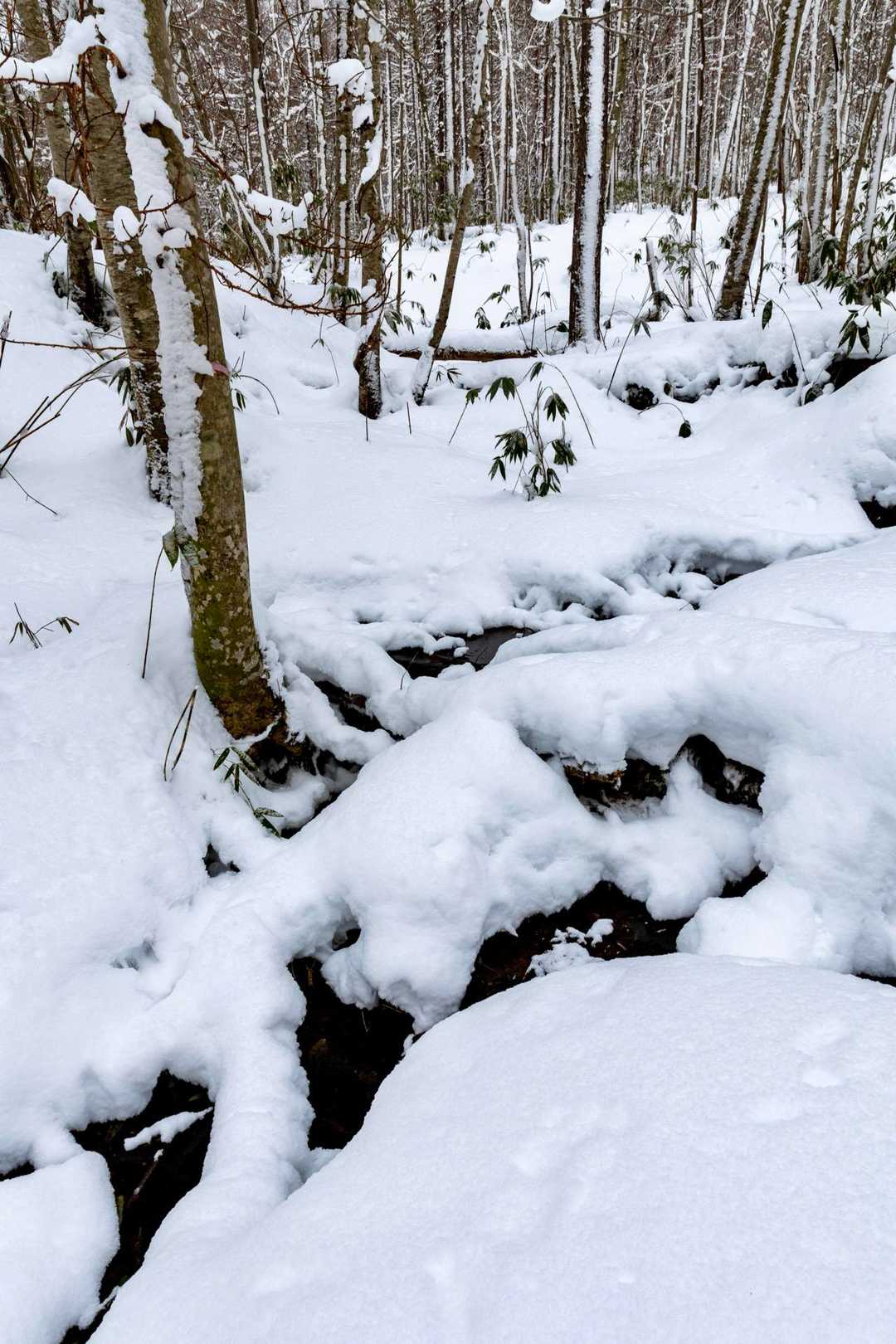 野牛山 往復コースの写真