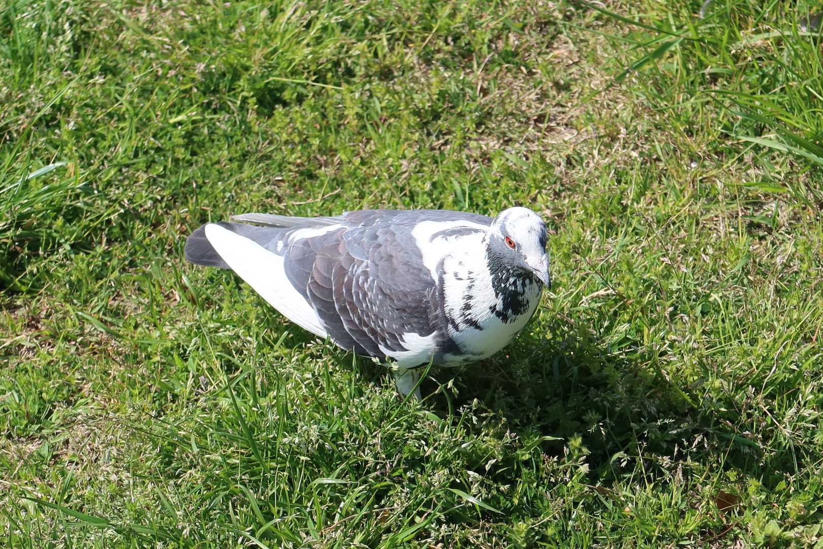 普通の鳩に混じって一匹変わった鳩発見（突然変異？）

秦野駅に無事到着し終了
おつかれ山！