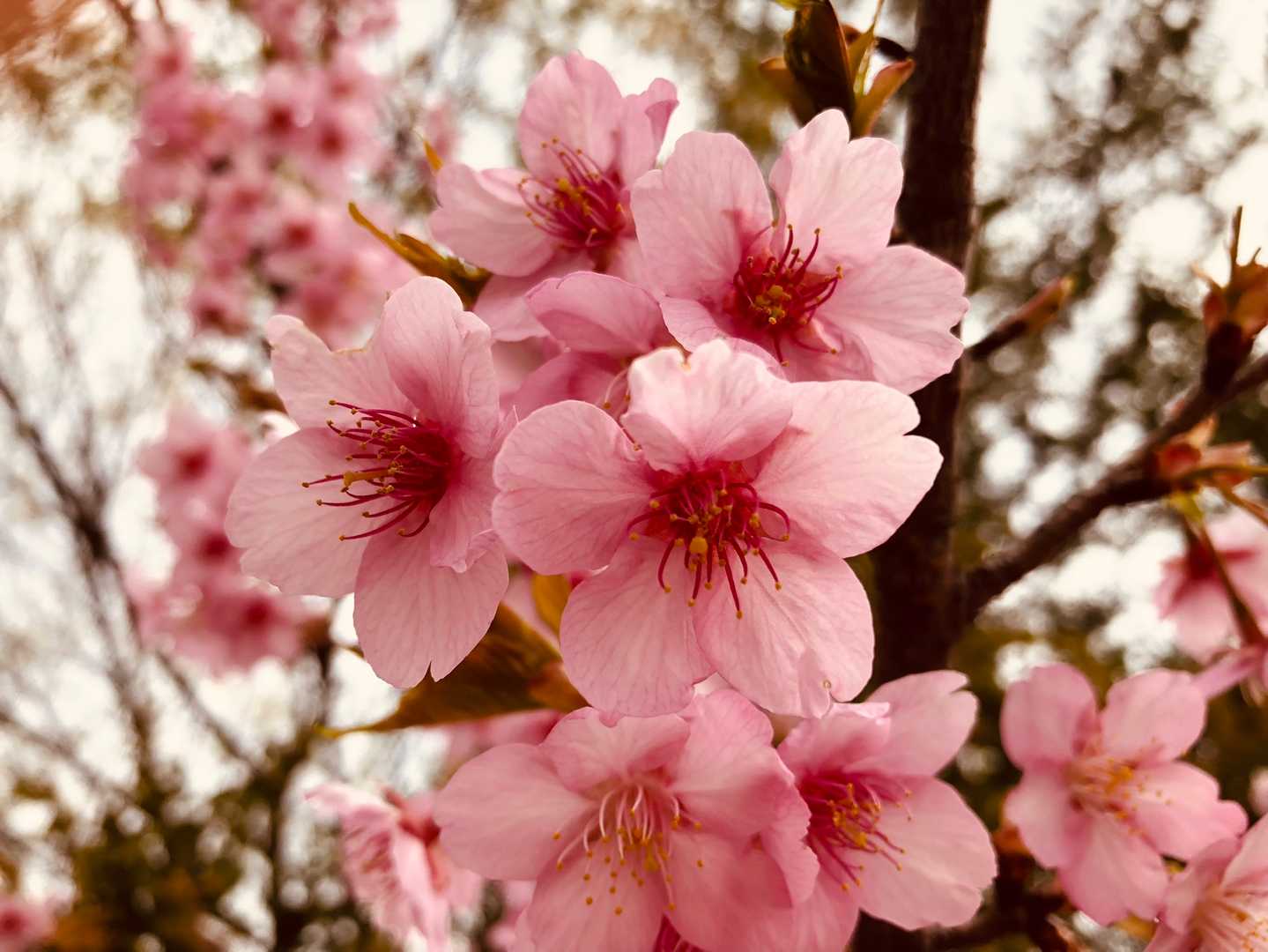春の足音が聞こえてきた🌸ワクワク😆