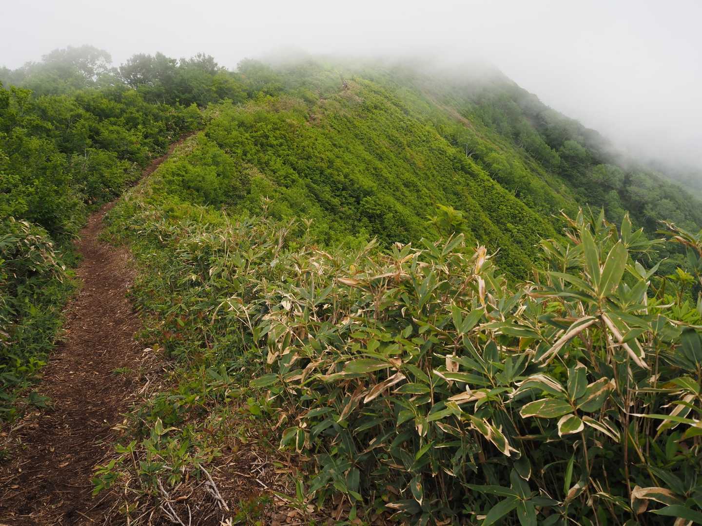 平標登山口-松手山-平標山 往復コースの写真