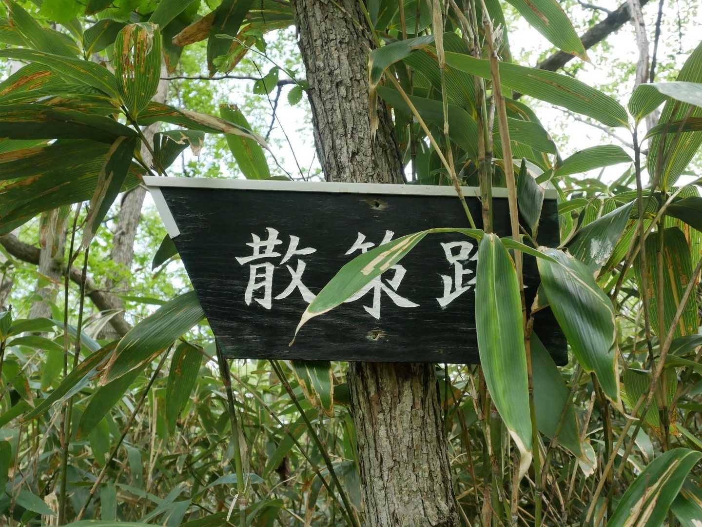 西岡公園入口-焼山 周回コースの写真