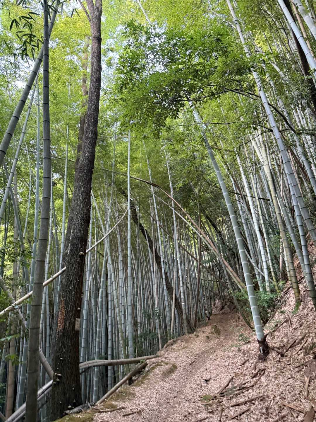 いずみさんとは現地集合にして
いざスタート▶️
久しぶりの山歩き🚶‍♀️
楽しいなー😊
竹林が良きなのよねー❣️