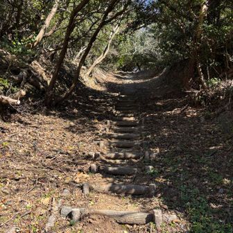 風が強い🌬️日には…
防風林になってる道を歩きます
ワンコになるかな…🐶
