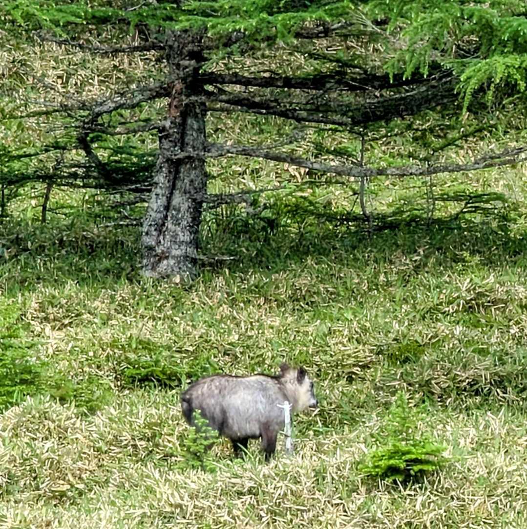 あっ!カモシカ😳