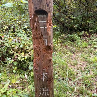 ヒィー😱
昨年はこんなではなかったような…🐻