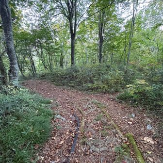 最後の分岐。終盤はおっとり平和な道。