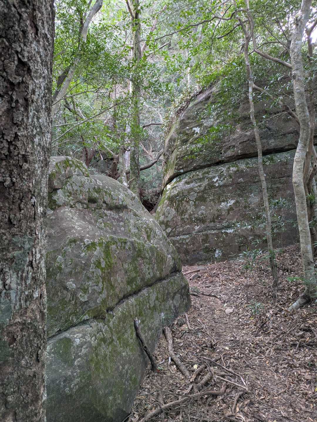 花切山 往復コースの写真