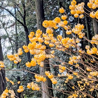 鹿に食べられないのは毒だから