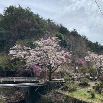 要害山の駐車場に戻ってきました。
ここはまだ見ごろの桜。
お疲れ山でした。