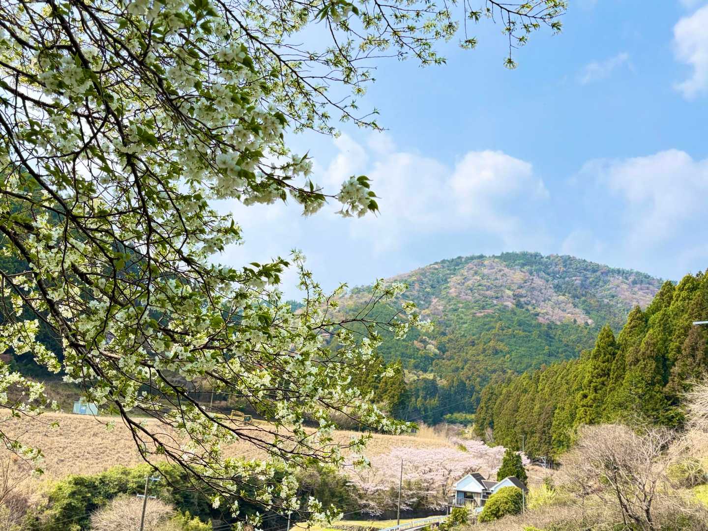 大島桜だって。
白い桜も綺麗。