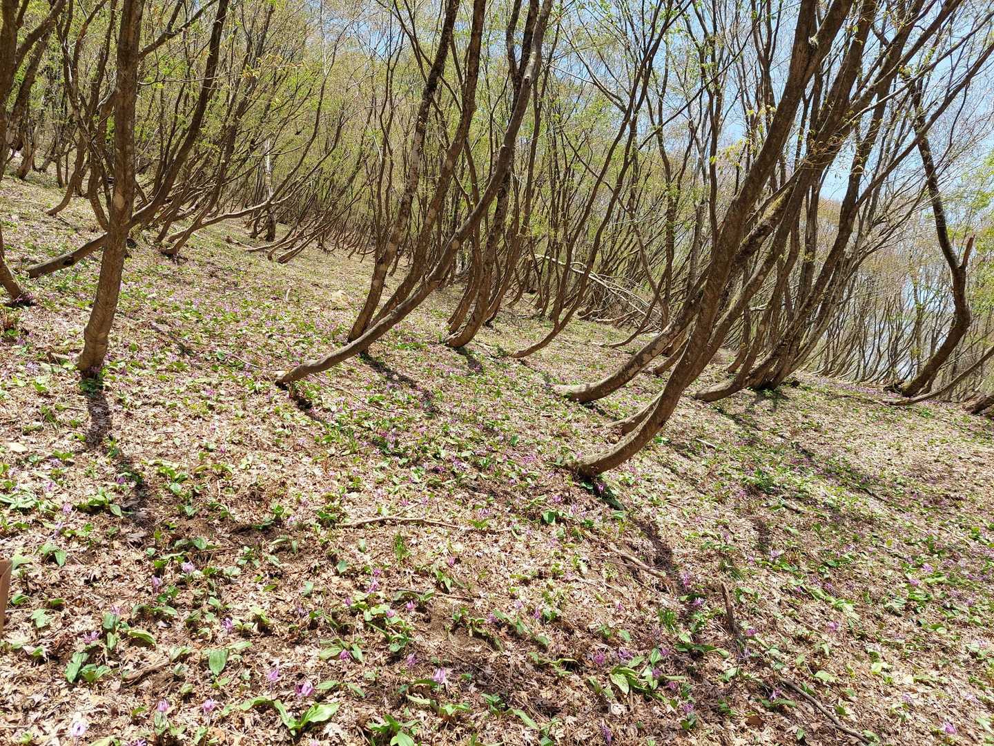 何も咲いてないように見えますね💦去年は この撮り方でもピンクの絨毯でしたよー