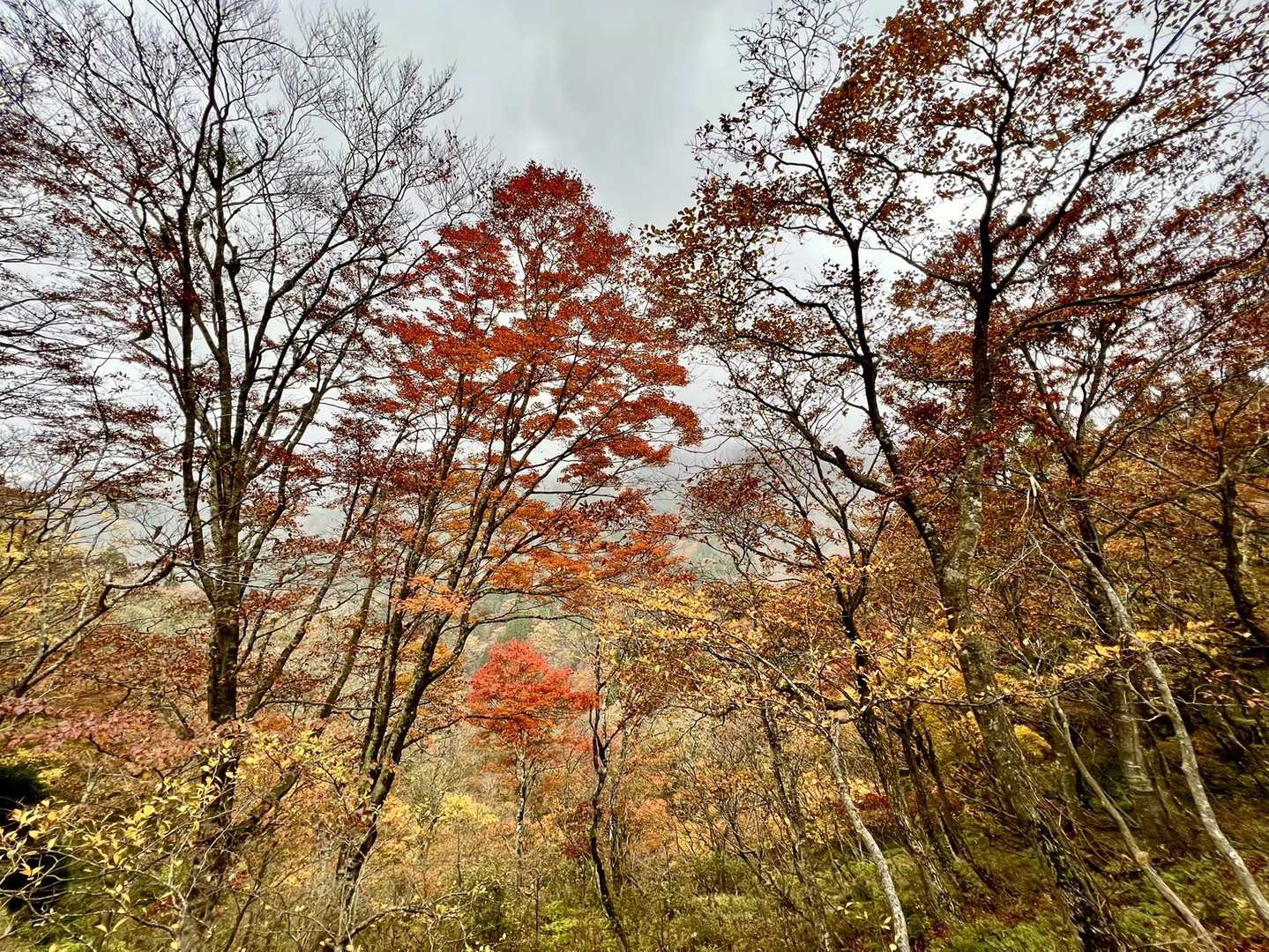 松屋地蔵大権現岳-大御影山-大日岳 周回コースの写真