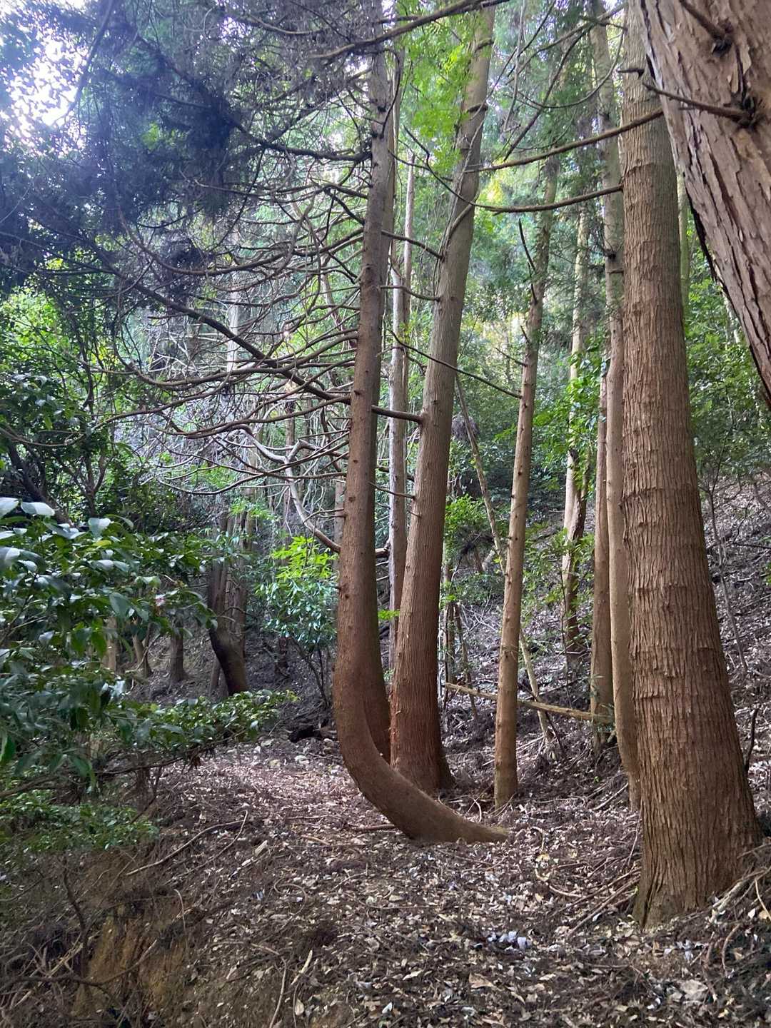 しの🌲