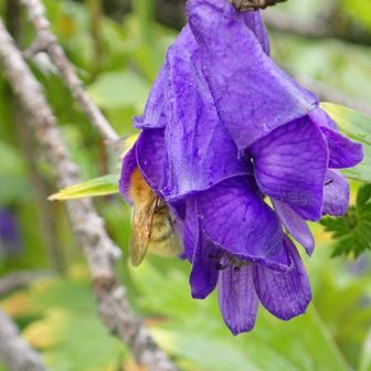 レオ　高山植物を追いかけて