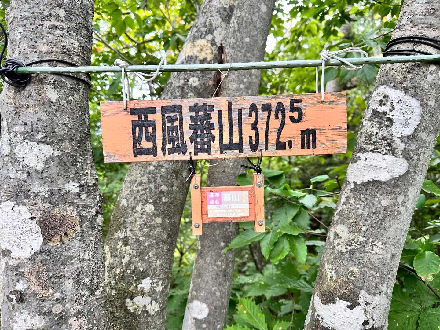 西風蕃山 往復コースの写真