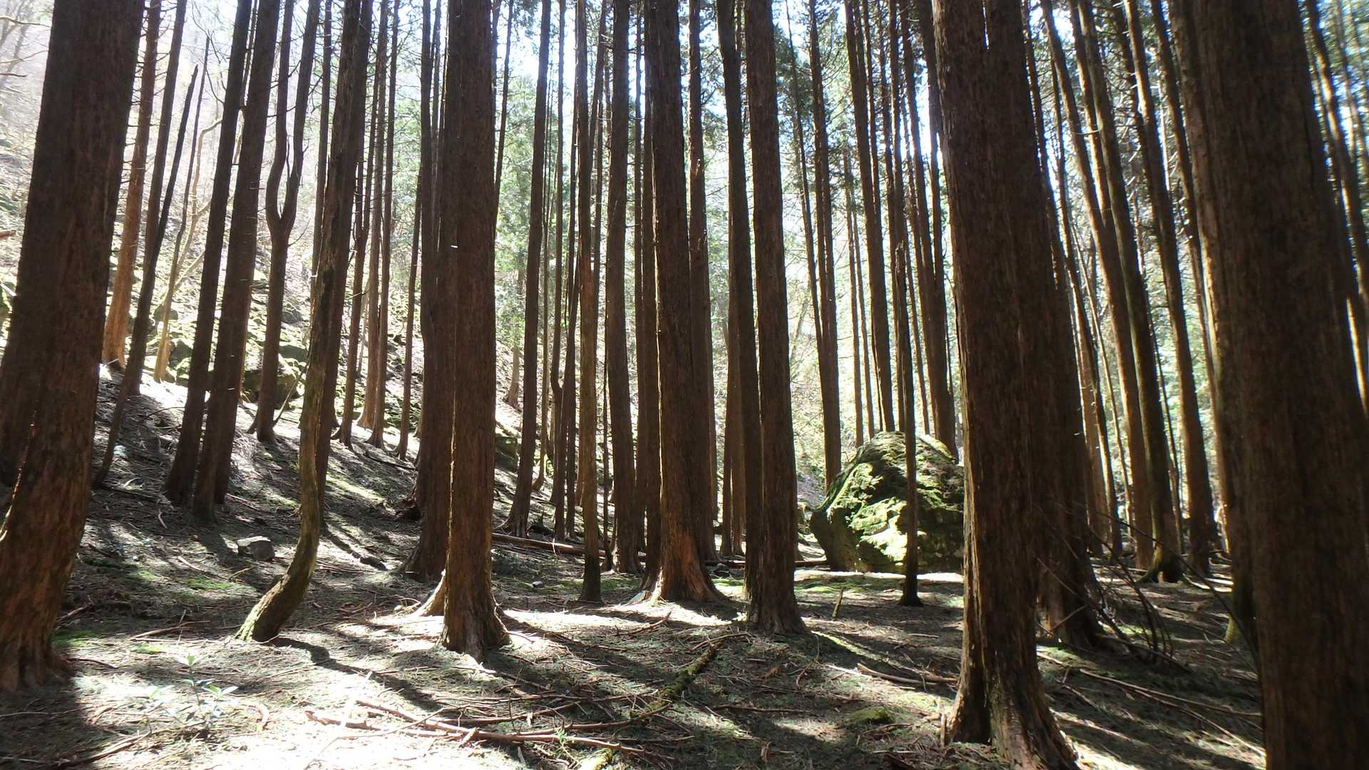 赤星山-豊受山 周回コースの写真