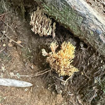 ん？ソナ！
？？
食べられるのはソナ

毒なホウキタケがある

これは・・分からない

ソナの近くには・・
マツタケが　生えてるーーかも。