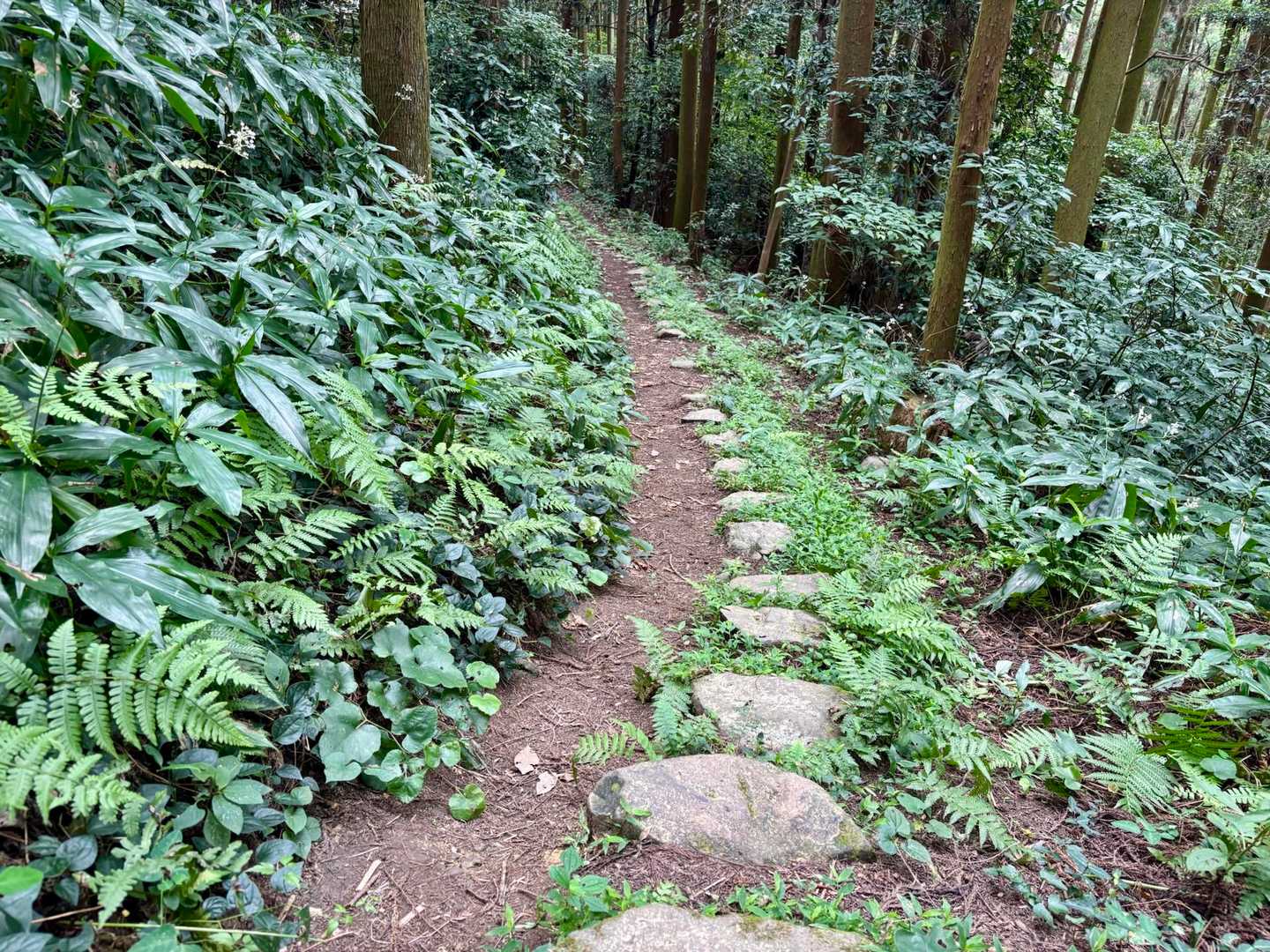 きれいに整列してる石たち
私が踏んでも乱れない
相当鍛えられてるわ