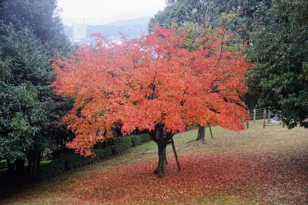 で、雨を楽しもうと近所の超低山へ遠回り。
この木🍁毎年映えてます😍