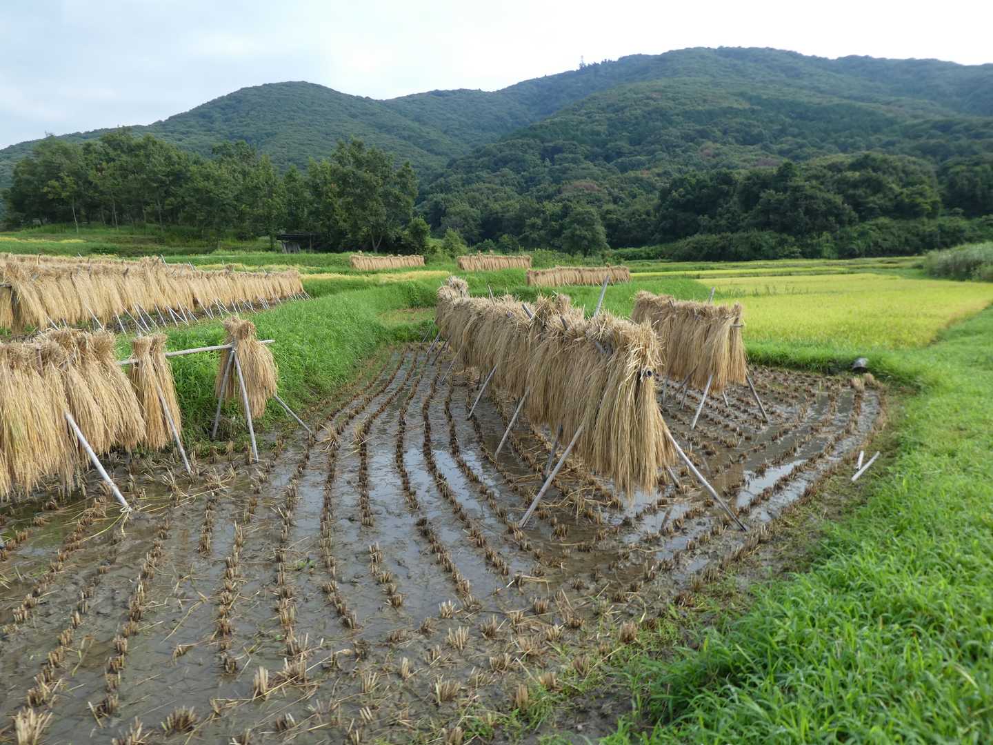 極楽寺コース-宝篋山-常願寺コース 周回コースの写真