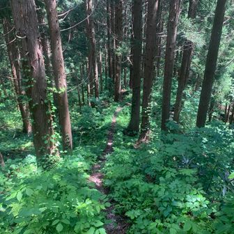 植林エリアに来たら
間も無く