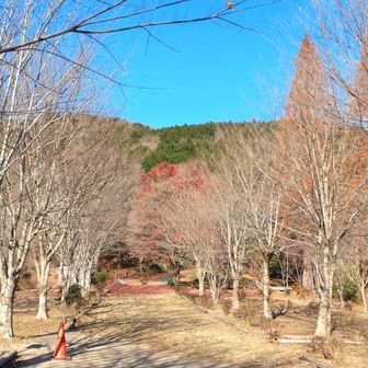 道祖神峠を過ぎて旧洗心館キャンプ場。
モミジはほぼ散ってました。