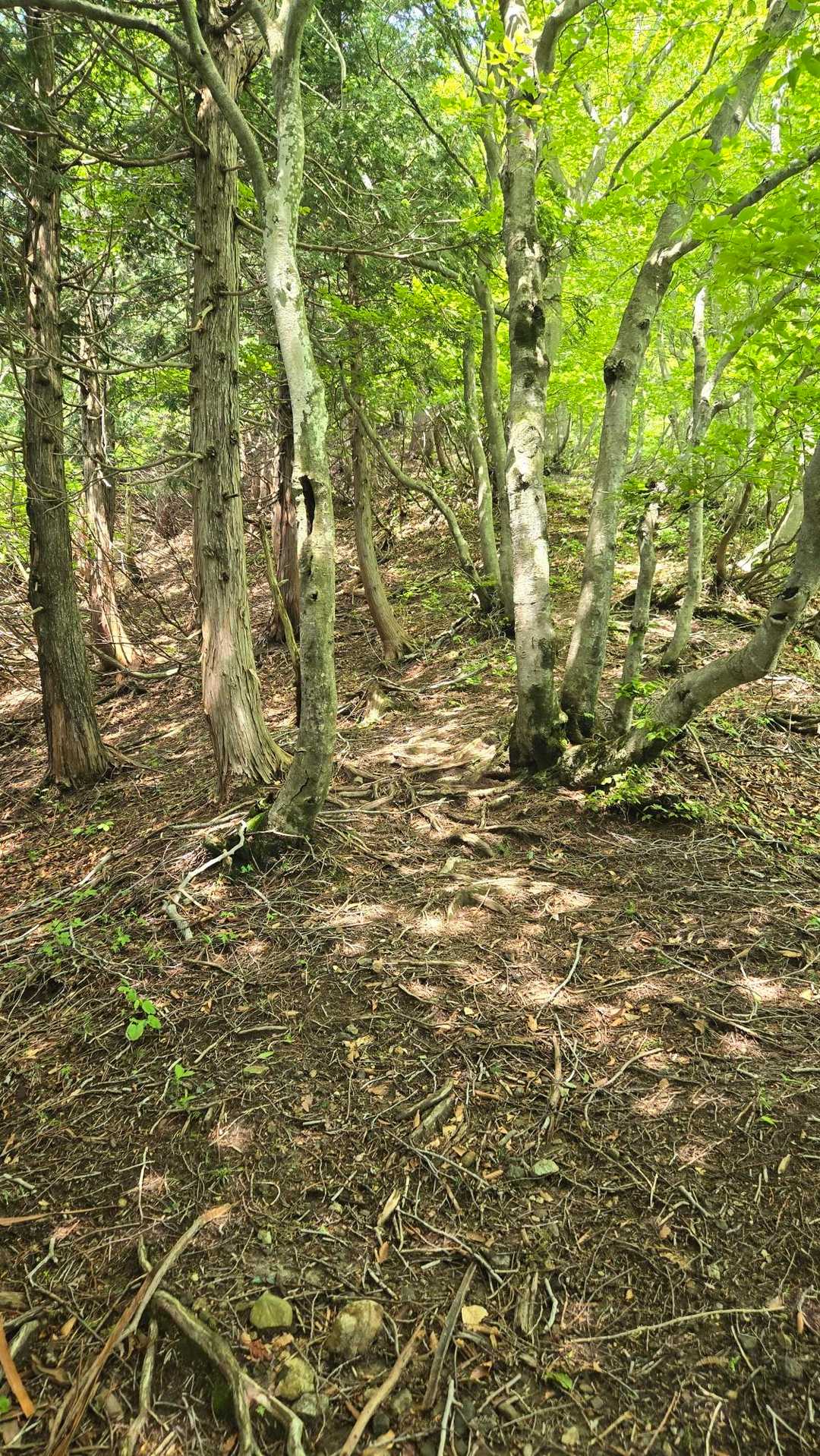 いきなり直登急登