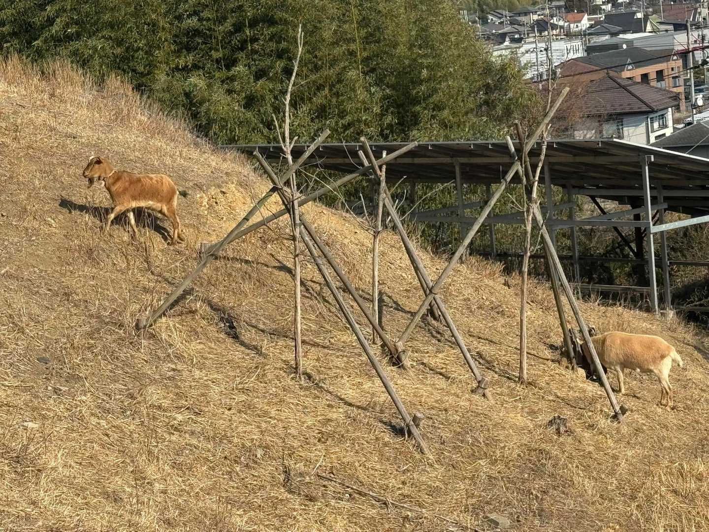 これは本物です