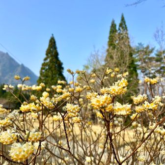 鹿川キャンプ場のミツマタ