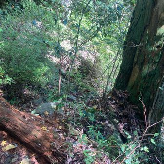 夫婦杉から真っ直ぐ
この先に岩屋です