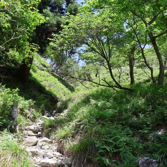 峠までのラストの急登