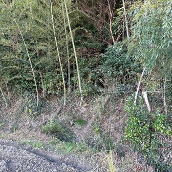 ここから降りて来た。