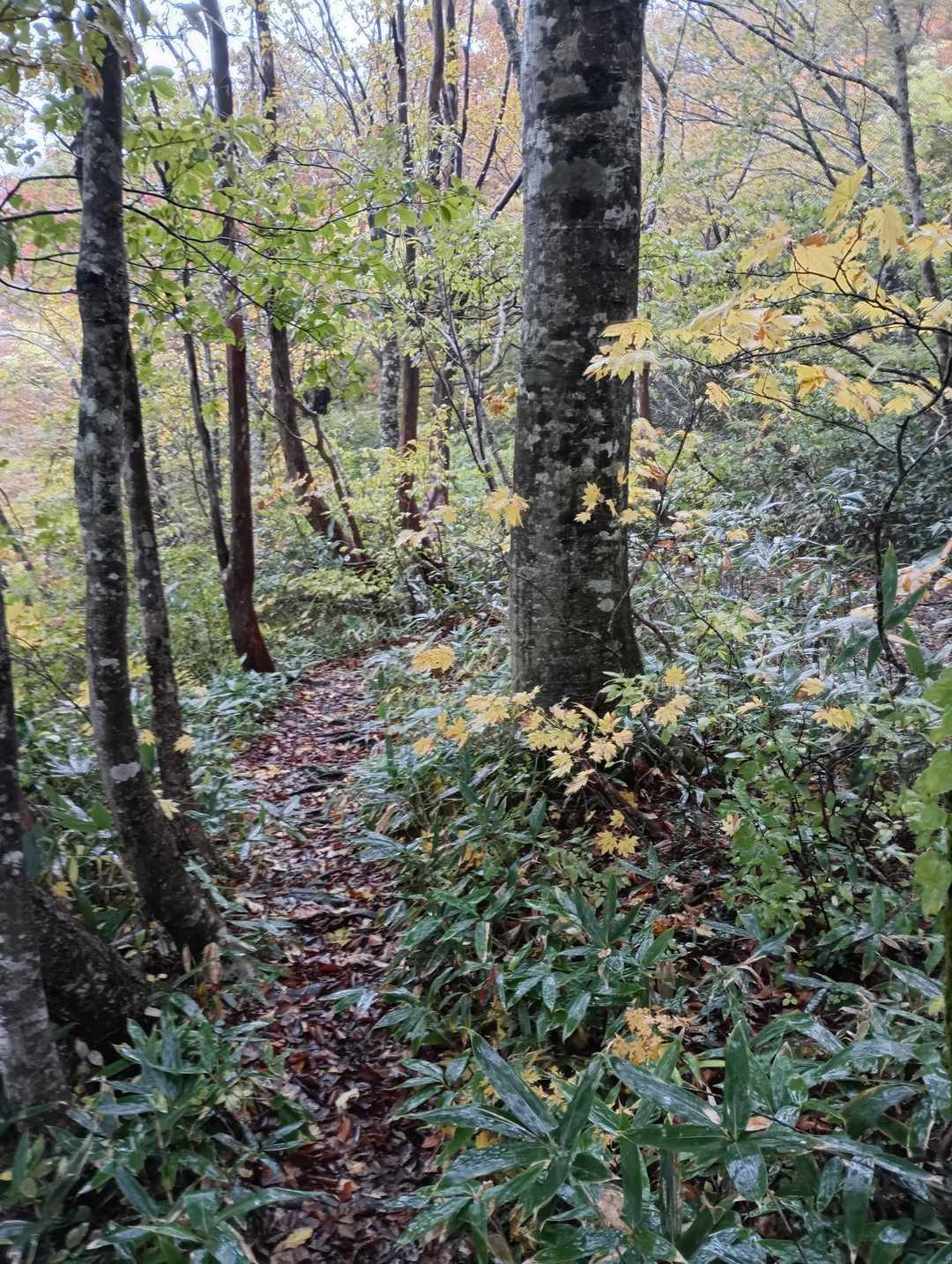 一瞬平和な登山道🧚