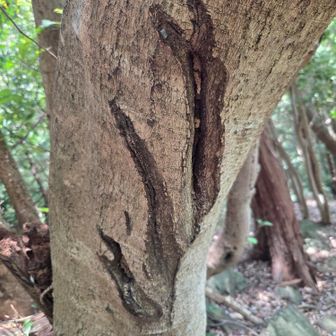 鹿のしわざ？