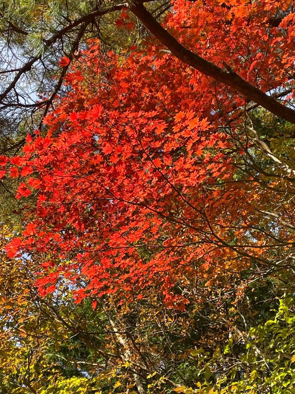 林道を歩く。景色にうっとり。