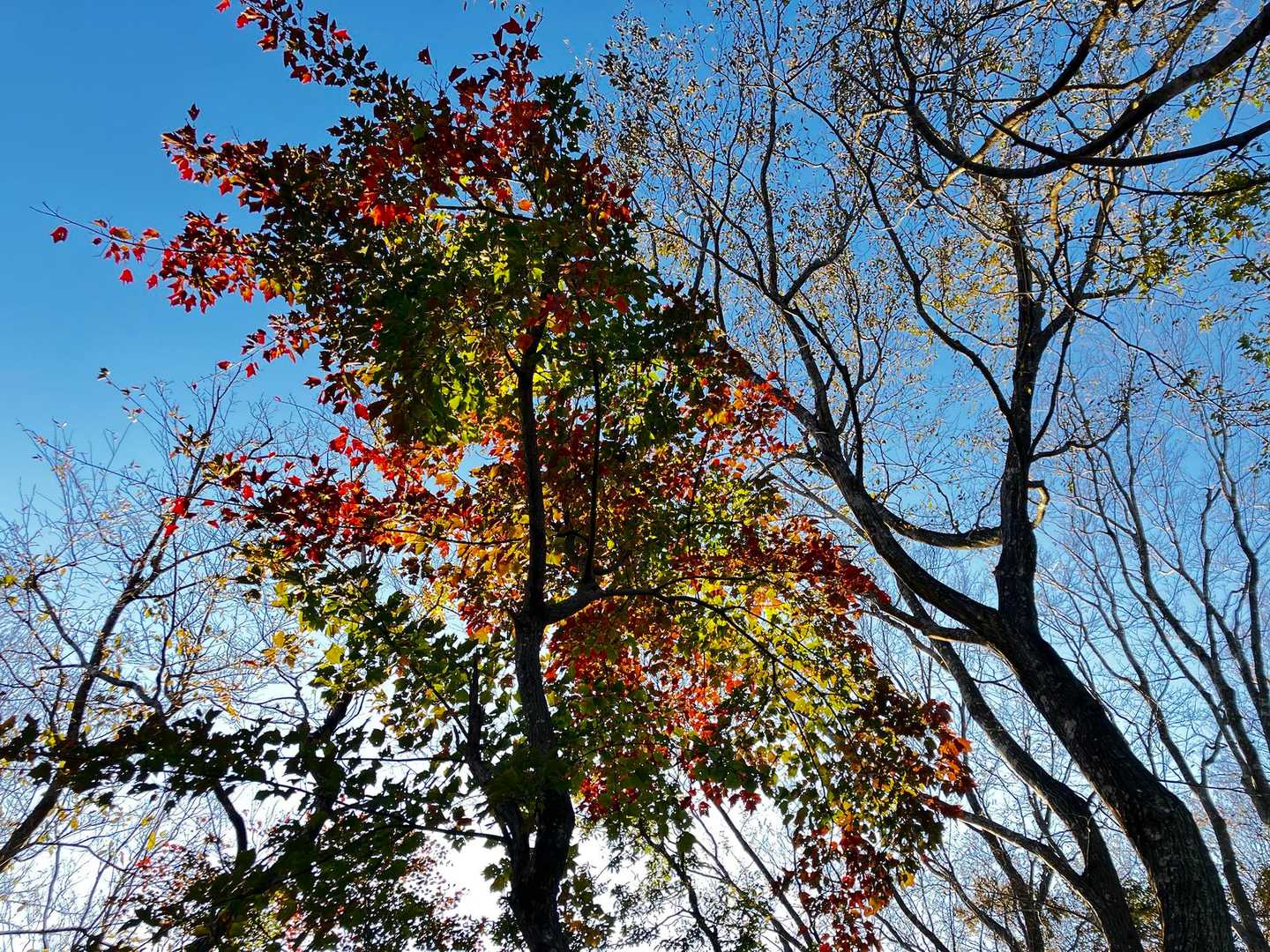 日が当たって紅葉の色がきれい🍁✨️