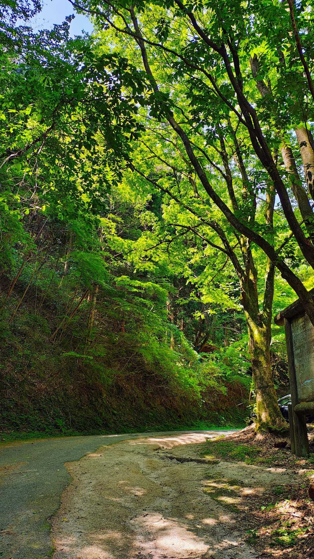 窓ヶ山西峰-仏峠-向山 周回コースの写真