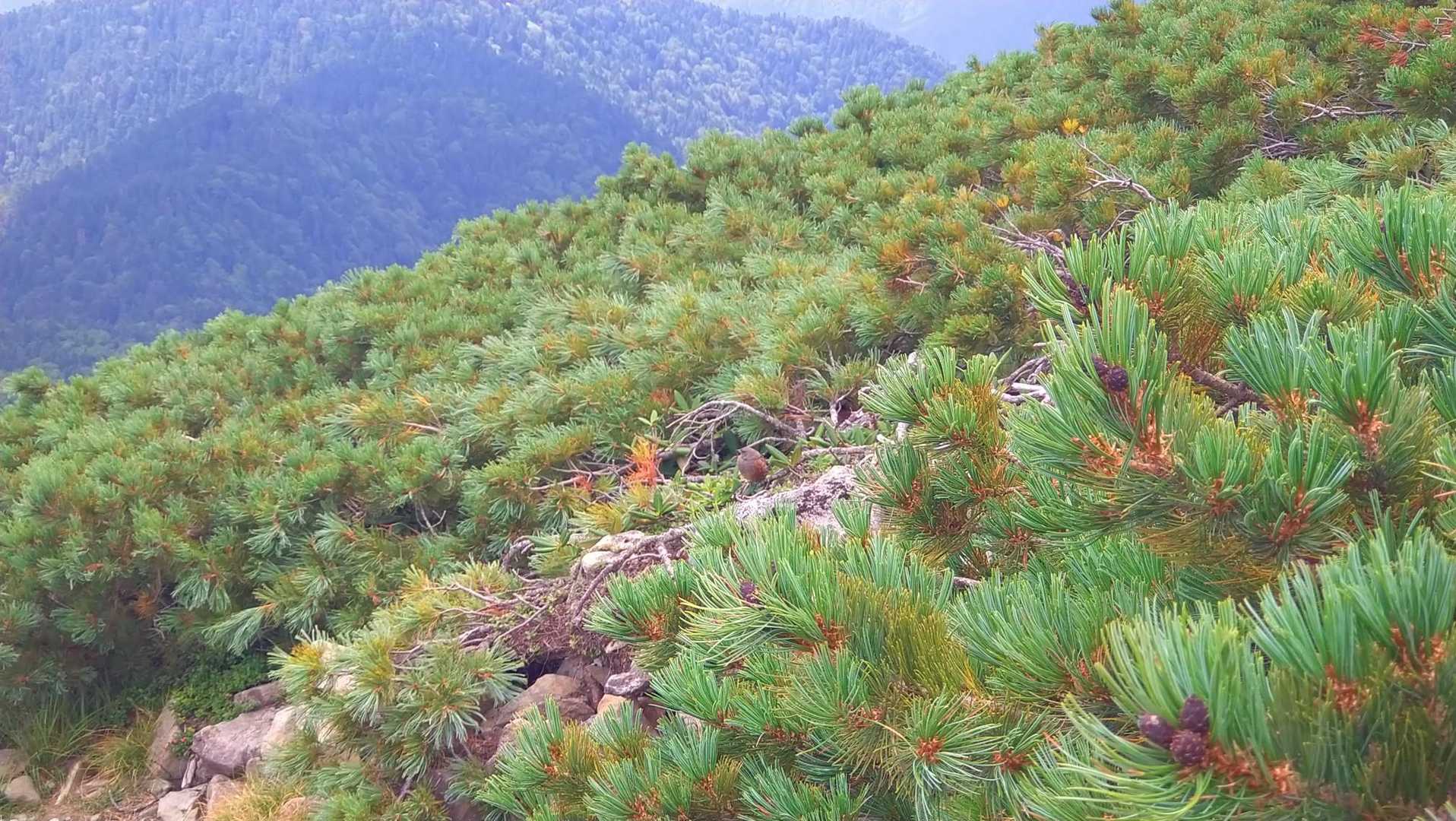 西穂高口駅-西穂丸山-西穂高岳-奥穂高岳-荷継小屋跡-白出 縦走コースの写真