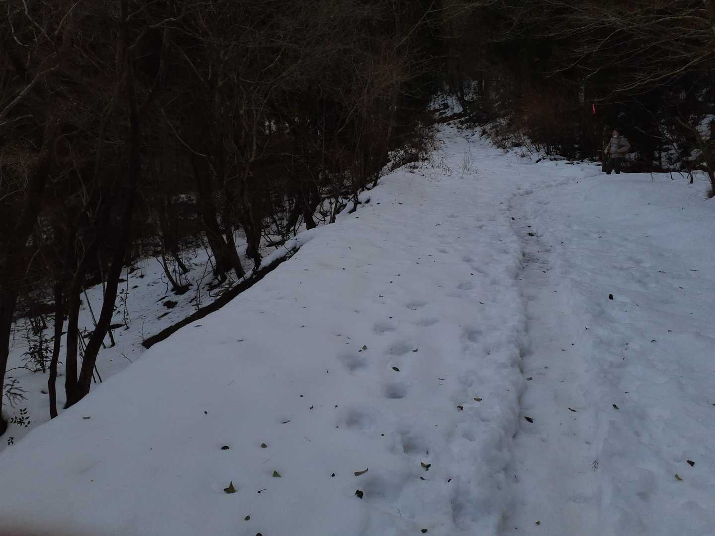 矢筈峠-脊振山 往復コースの写真
