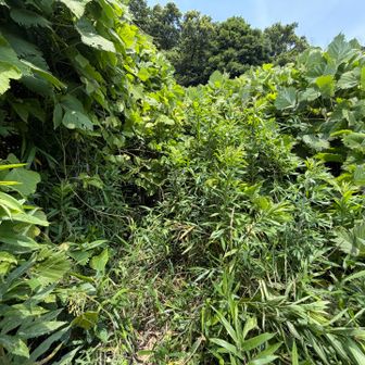 グレピ高尾山（北峰）はこの先。強行突破しようかと思ったけど、赤いアブラムシ？タカラダニ？が薮にびっしり付着してたりするので諦める。どちらも人体に影響はないようですが。
まあ、100mルールでピーク獲れてるだろうし。